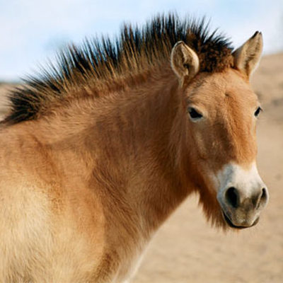 Timeline: History of Horses and Mules in the U.S.