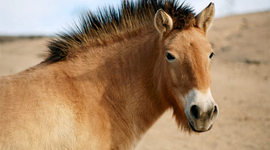 Timeline: History of Horses and Mules in the U.S.