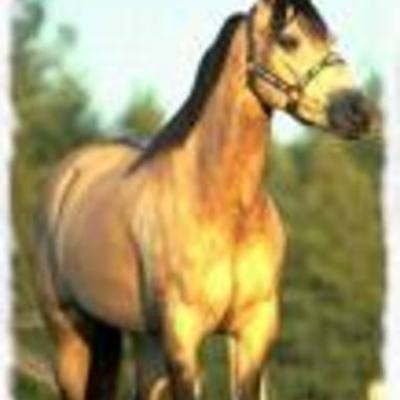 Timeline: A short history of Horses in the USA