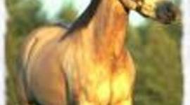Timeline: A short history of Horses in the USA