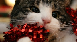 Timeline: I can haz cats?