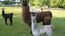 Timeline: Industrialization/Immigration