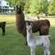 Conners llama farm