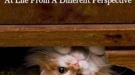 Timeline: While The World Watched by:Taylor  R. Murphy