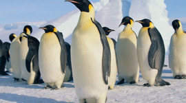 Timeline: The life of David Romens