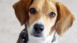 Timeline: While the World Watched Whitney Hayes 2