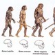 Evolucao humana