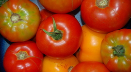 Timeline: CELO Fall Semester Highlights