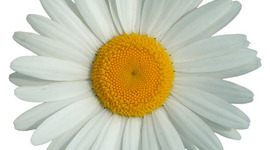 Timeline: Проект : "Лекарственные ратения"