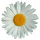 Marguerite 1