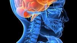 Timeline: Anatomy and Physiology Class Schedule