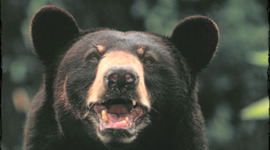 Timeline: Black Bear and Cougar Attacks in Colorado, 1960-2011