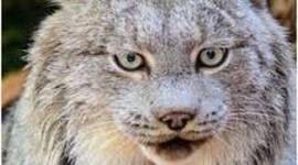 Timeline: Canadian Lynx