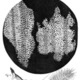 Hooke cork cells