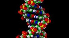 Timeline: Who discovered DNA?