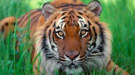 Timeline: Sumatran tiger