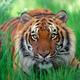 Sumatrantigerpicture