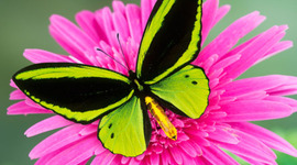 Timeline: In the Time of the Butterflies