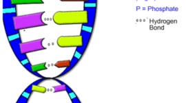 Timeline: DNA information