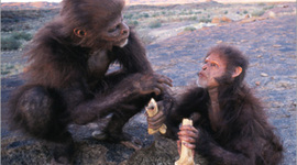 Timeline: Evoluçao do Homem