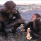 Homo habilis