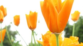 Timeline: Photosynthesis