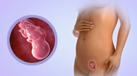 Timeline: Fetal Development