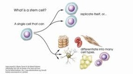 Timeline: Hisotry of the stem cell