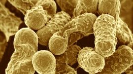 Timeline: История развития цитологии