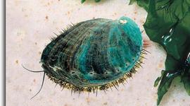 Timeline: abalones