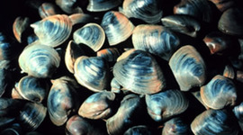 Timeline: The Spread of QPX in Northern Hard-Shelled Clams in the U.S.