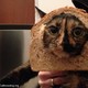 Breaded cat basta