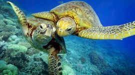 Timeline: Sea Turtle Life Cycle