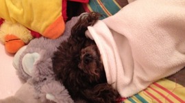 Timeline: peppypuppy h/ss time lines