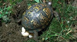 Timeline: Reptile reproducion