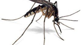 Timeline: West Nile Virus