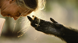 Timeline: Jane Goodall