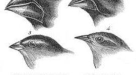 Timeline: Evolution's Role in History