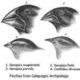 220px darwin's finches