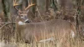 Timeline: Brenden's life