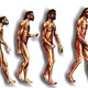 Evolución humana