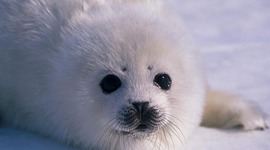 Timeline: Greenpeace International - Kyle DeLancey