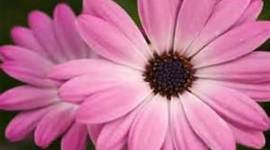 Timeline: Rachel's Life