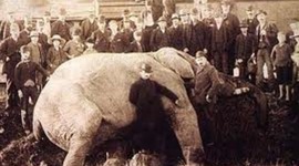 Timeline: P.T. Bamum's famous circus elephant Jumbo