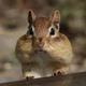 Chipmunk 1