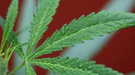Timeline: Legalization Of Marijuana Based On: Pure THC, "History of Marijuana."