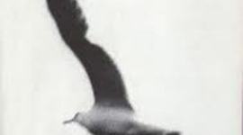 Timeline: Jonathan Livingston Seagull