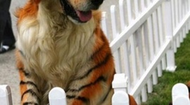 Timeline: short life