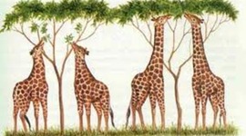 Timeline: Teoría de la evolución