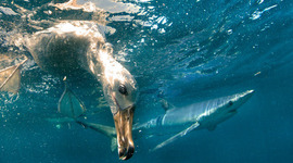 Timeline: Dansk litteraturhistorie / Historiske højdepunkter og perioder